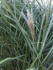 Miscanthus sinensis