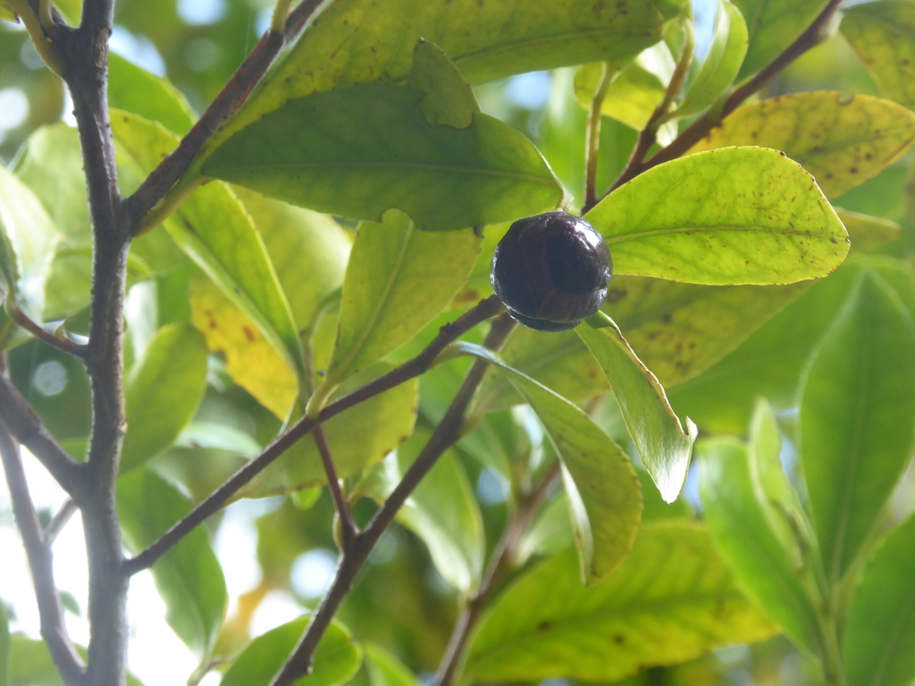 Visnea mocanera; photograph (c) fmunoz, some rights reserved (CC BY)