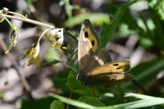 Hyponephele lycaon