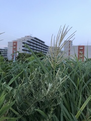 Miscanthus sinensis