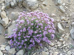 Monardella odoratissima