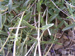 Monardella odoratissima