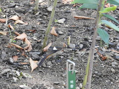 Phoenicurus auroreus