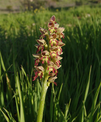 Orchis galilaea