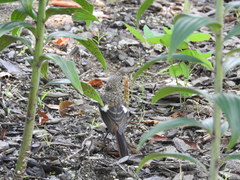 Phoenicurus auroreus