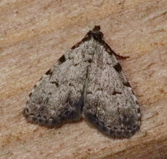 Dyspyralis puncticosta