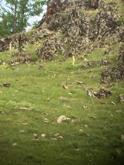 Marmota sibirica