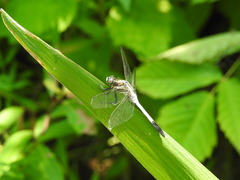 Orthetrum albistylum speciosum
