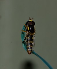 Ischiodon scutellaris