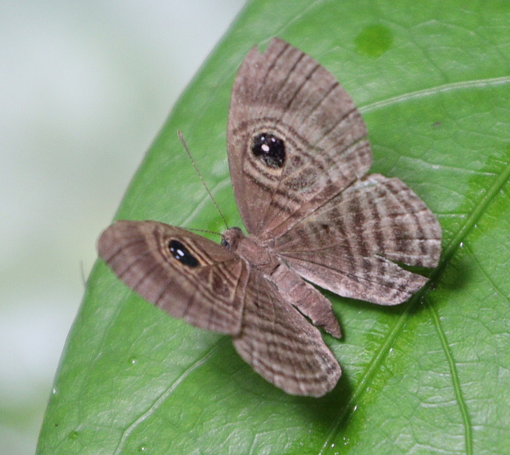 Mesosemia gneris