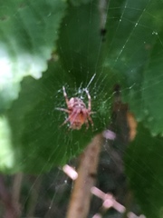Araneus diadematus