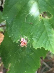 Araneus diadematus