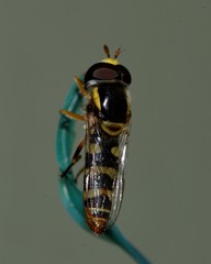 Ischiodon scutellaris