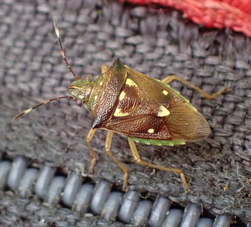 Mormidea maculata