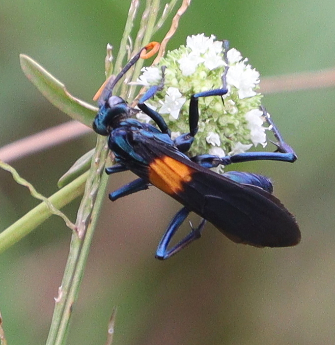 Pepsis atripennis