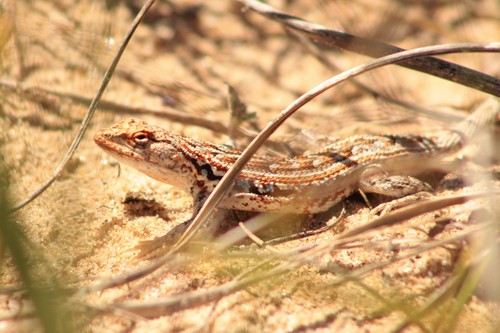 Eastern Smooth-throated Lizard