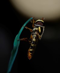 Ischiodon scutellaris