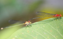 Pseudagrion pilidorsum declaratum