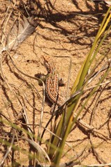 Liolaemus wiegmannii