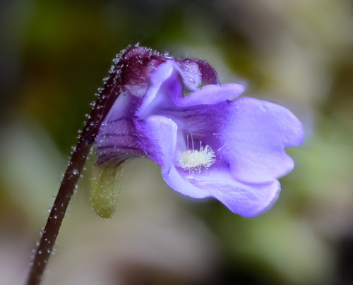 Pinguicula calyptrata