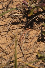 Liolaemus wiegmannii