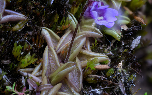 Pinguicula calyptrata