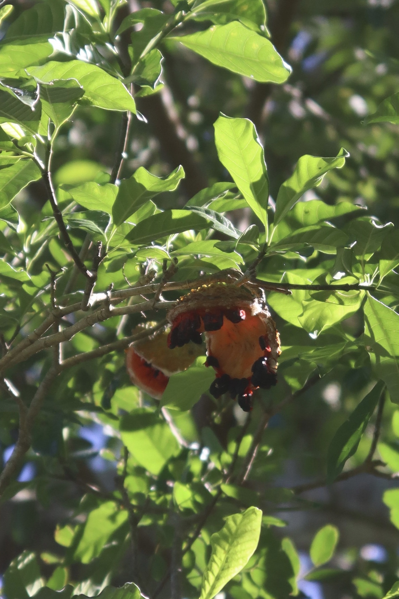 Tabernaemontana litoralis