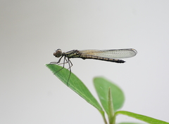 Libellago lineata