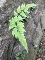 Polypodiopsida