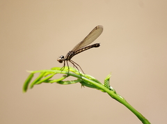 Libellago lineata