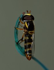 Ischiodon scutellaris