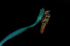 Ischiodon scutellaris