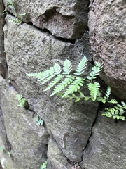 Polypodiopsida
