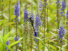 Orthetrum albistylum speciosum