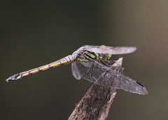 Potamarcha congener