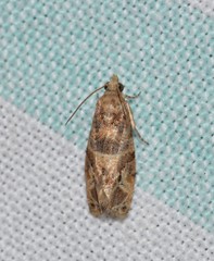Lobesia transtrifera