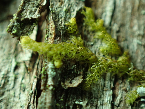 Image of Ptilidium californicum by no rights reserved