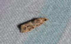 Lobesia transtrifera