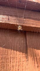 Araneus diadematus