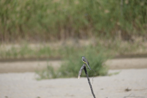 Madagascar Wagtail (Motacilla flaviventris), photo 6