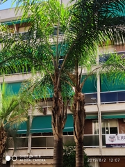 Syagrus romanzoffiana