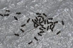 Technomyrmex jocosus