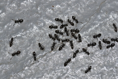 Technomyrmex jocosus