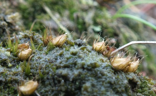 diphyscium moss (Diphyscium foliosum)