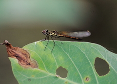 Libellago lineata