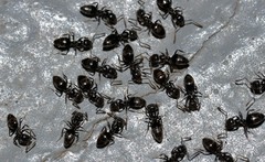 Technomyrmex jocosus