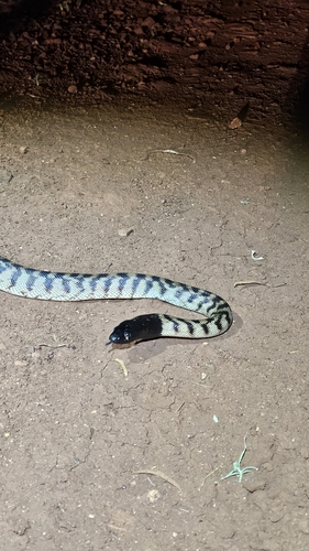 Black-headed Python sighting