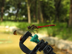 Sympetrum risi