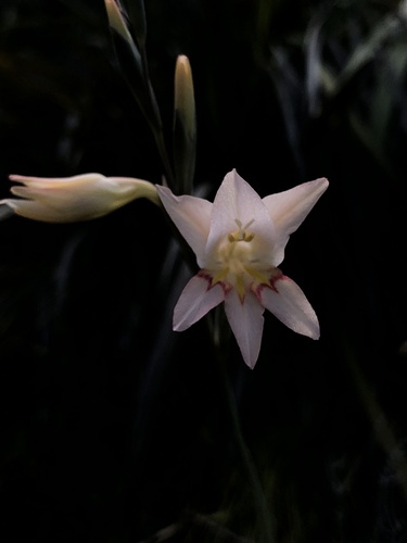 Image of Gladiolus monticola by (c) Caroline Voget, some rights reserved (CC BY)