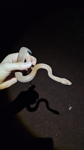 Pygmy Python sighting